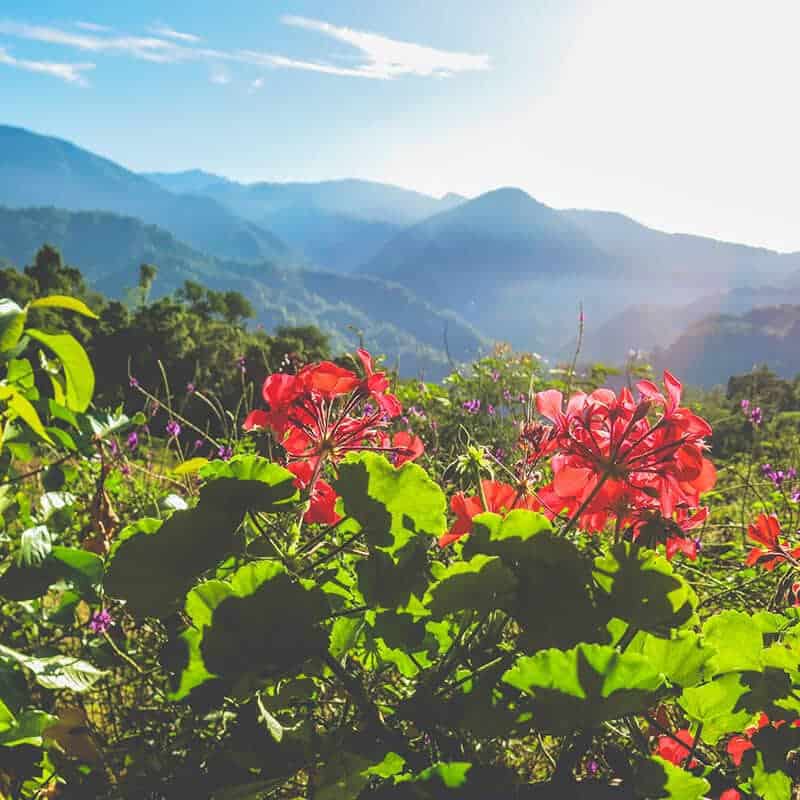 Plants scenery - Pure Life Adventure in Costa Rica